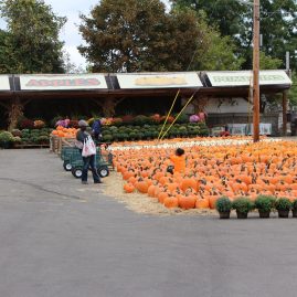 Another view of our pumpkin patch. Did you spot the child?